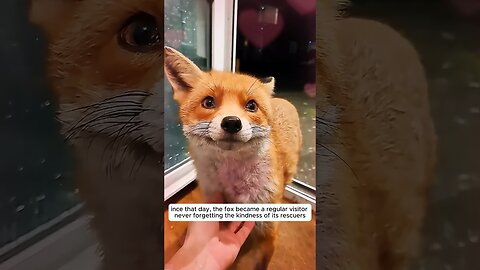 A young woman found an injured fox and the saved it