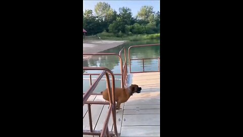 Dog jumping into water