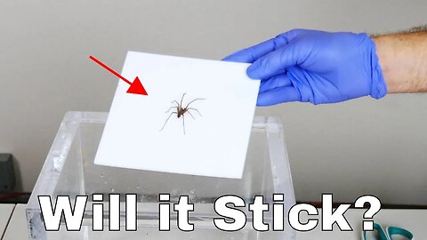 Can a Spider Stick to Teflon?