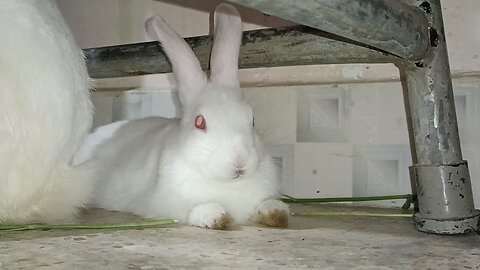 cute pet rabbit 🥰🥰