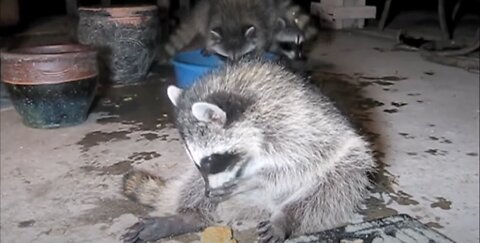 Funny baby Racoons