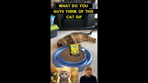 Cute Cat Gif