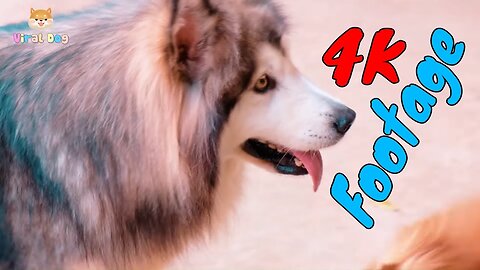 Funny Dogs And Puppies Life 4K Quality Video Episode 7 | Viral Dog