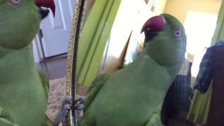 Parrot carries deep conversation with mirror reflection