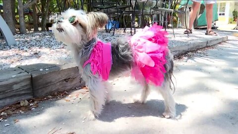 Gulfport fashion designer creates recycled swimsuits for dogs