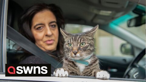 Pet cat is obsessed with cars and demands to be taken for a drive regularly