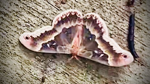 Promethea Moth out flying in Daylight