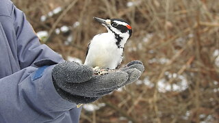 Birds in the Hand: Birds of Mud Lake, Ottawa, Canada