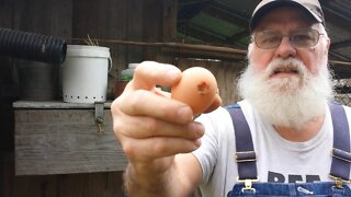 Best Tips for Healthy Backyard Egg Laying Hens