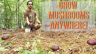 The Easiest Mushroom to Grow | Wine Cap Mushroom Guide