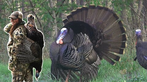 Perfect Morning Turkey Hunting - Spring Turkey Hunting