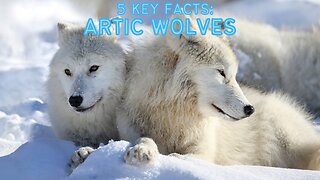 Survival in the Snow: Arctic Wolf Secrets Understanding the Apex Predator of the North #articwolf