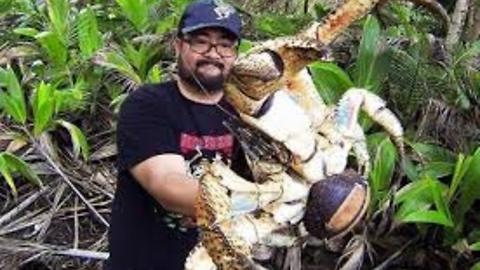 CocoNut Crabs-Information-Catching-Cooking-EATTTTT