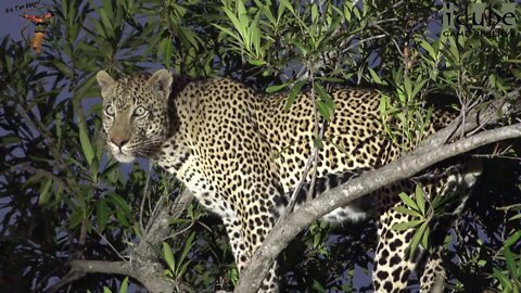 Xikavi Female Leopard Watches Nyeleti Take Her Food