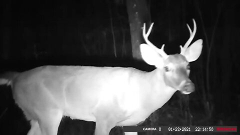 Trail camera results! The last Deer Cams for this season