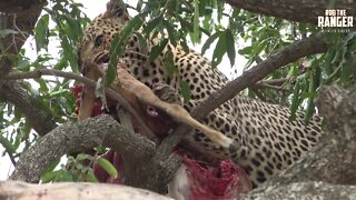 African Leopard Eats An Impala And Drinks In A Puddle