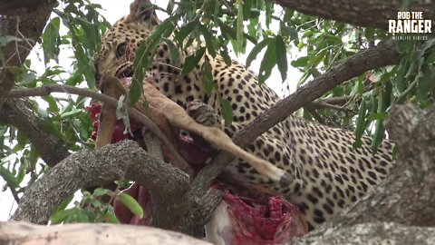 African Leopard Eats An Impala And Drinks In A Puddle