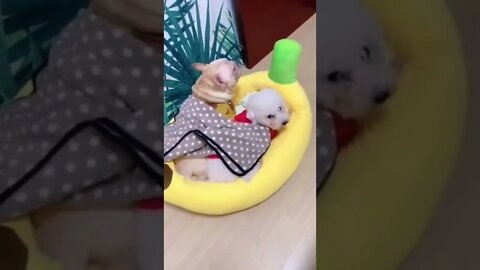 THE BEST OF SMART, CUTE AND FUNNY ANIMAL VIDEOS Part 2