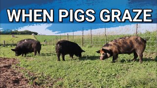 The Idaho Pasture Pigs Need A Waterer | Sheep Moved