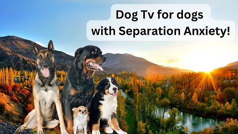 Dog TV! For Dogs with Separation Anxiety!