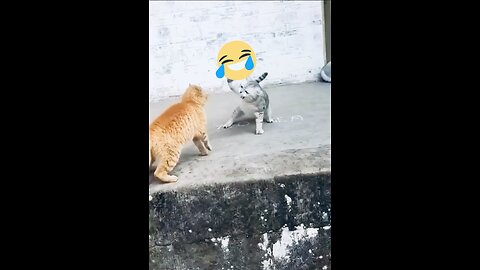 Cat fights 😂