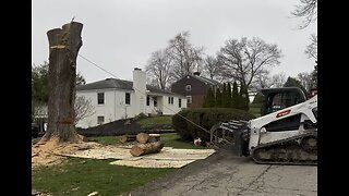 Dropping big maple trunk