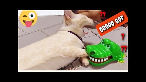 Funny Babies Laughing Hysterically at Cat and dog Compilation (2022)