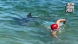 Fearless 'Flipper' clears beach a day after multiple dolphin attacks