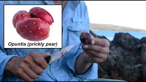 Survival! Eating Opuntia (prickly pear) cactus on Snake Island