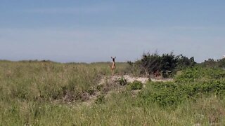 Deer on the beach in Westhampton Beach