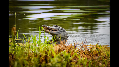 Texas Governor Warns Alligators Now In The Rio Grande To Protect The Border #FJB