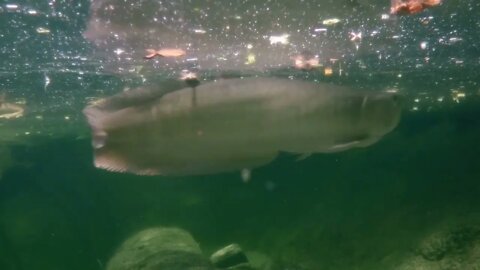 large fish swimming in an aquarium