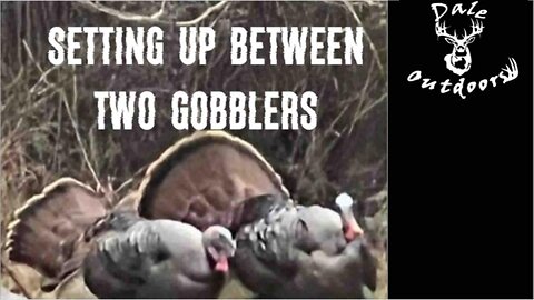 Setting up between two Gobblers