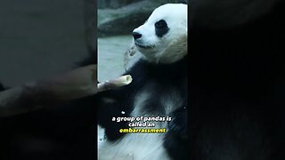 A Group of Panda's is called what?