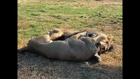 Two Lions Cuddling