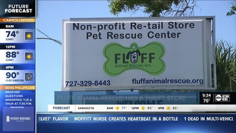 Fluff Animal Rescue Thrift Store needs more foster parents