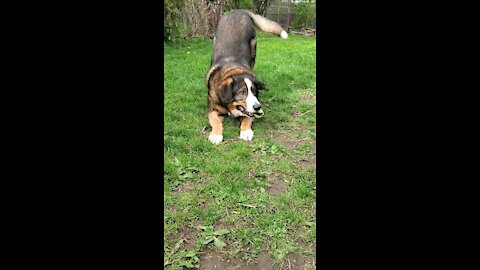 Playful Bernese Sheppard Mix