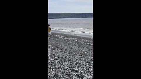 Whale sighting in St. Vincent’s, NL