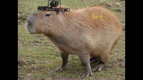 The Revenge of Capybara (RLP) 1.4