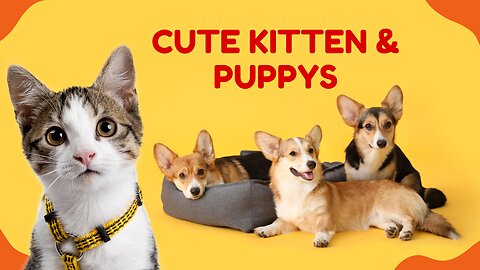 Hey one in a Million love cat 😻💖🐶 Cute kitten hugs puppy #shorts #pets #cats #puppy #dog