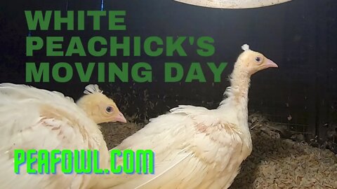 White Peachick Moving Day, Peacock Minute, peafowl.com