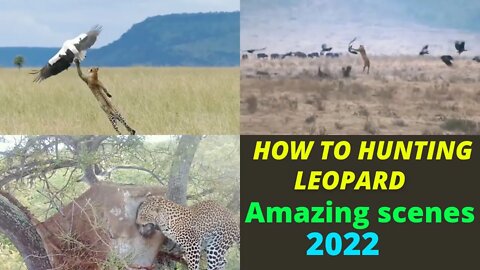 How to hunting Leopard to Birds it's so Amazing scenes || 2022 ||