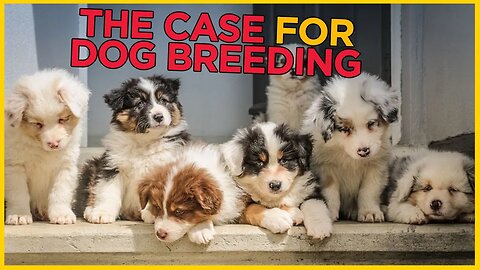 Are Breeders GOOD For Dogs?