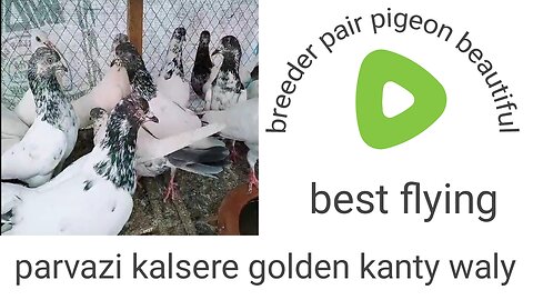 Golden moti waly best flying pigeons beautifulbreeder pair