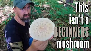 Parasol Mushroom | Choice edible mushroom in North America!