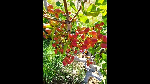 ترجمه نوشتار با دوربین Pistachio tree and fruit in excellent season