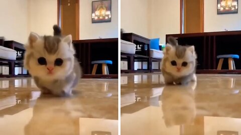 📽️cute baby cat