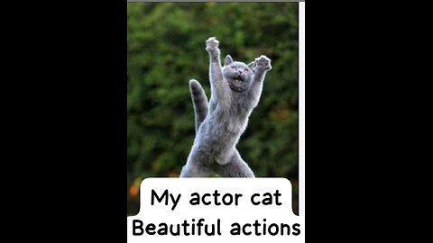 #jumping #actor #Cat