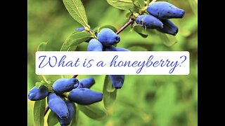 What is a honeyberry?