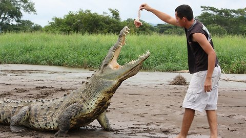 Crocodile Feeding Time: Tour Guides Come Within Inches Of Deadly Crocodiles